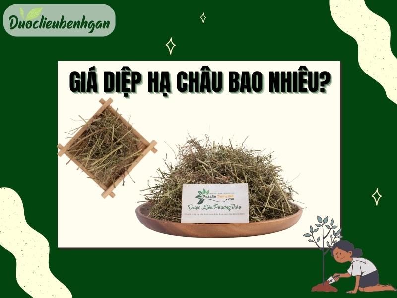 Giá Diệp Hạ Châu bao nhiêu?