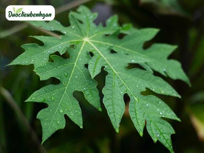 Lá Đu Đủ Đực là gì?