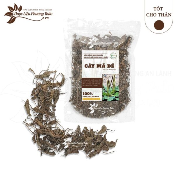Cây Mã Đề